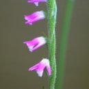 풀잎향기 이미지