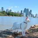 가방위에 고양이 이미지