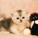 부산고양이분양 퍼스트캣 부산점 이미지