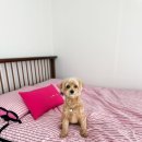 더 레이크 서지 이미지