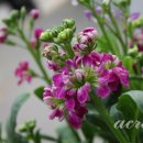 비단향꽃무 이미지