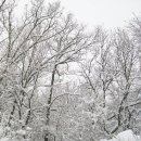 설야 Daum카페