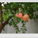 석류 (연가곡 아름다운 조국의사계 중에서 가을)..........이해인 시 이미지