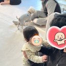 바보펜션 | 1박2일 아이,강아지와 함께 겨울태안여행[나인독스애견펜션,바보카페] + 베어트리파크