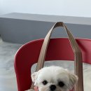 덴켄