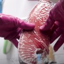 아오이참치전문
