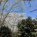 황령산 벚꽃약수터 이미지