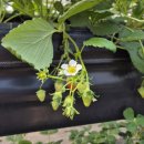 신북농장 이미지