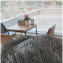 헤어더쉼