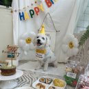 리츠펫 선물 | 너무 귀하고 소중한 우리 강아지 일 년에 한 번뿐인 생일, 리츠펫이 준비한 특별한 하루