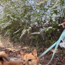 꽃길걷개 이미지