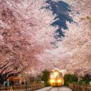 포레스트 다이어트 이미지