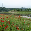 장성 황룡강 생태공원, 장성호 수변길[2021년 5월 26일(수)] 이미지