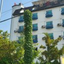 싸이판모텔 이미지