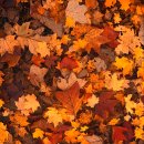 베이비파크(코솜코리아) 이미지