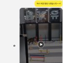 라온캣독 펫 살롱 광주점 이미지