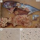 대서양산 참다랑어 (Thunnus thynnus)의 미포자충 Glugea thunni감염 이미지