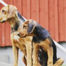 남부켄넬 이미지