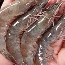 경상도수산 네이버블로그