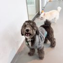 사랑과믿음유치원 | 대구 중구 애견유치원 [모여라댕댕]에서 종일반 후기