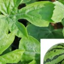 청년모종 이미지