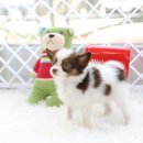 레드앤화이트독 이미지