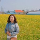 연조1리_마을회관 | 삼척 맹방유채꽃축제 4월 강원도 여행지 유채꽃마을 봄 꽃 구경 가볼만한 곳