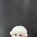 루이스독 이미지