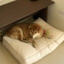 안녕 멈머야 이미지