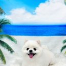 멍뭉이발소 이미지