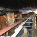 우리축사 이미지