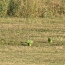 하라비앵무(Monk parakeet, Quaker parrot) 이미지