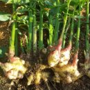 영주농장 이미지