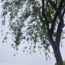 함박꽃웃음 붓꽃마을 | 여행후기 거창 창포원에서