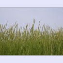 영원목장 이미지