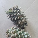 혜인상사 이미지