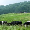 웰컴투목장 이미지