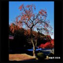 고목목장 | 한반도의 머리 강화 마니산, 단군왕검이 제를 올린 참성단/강화가볼만한곳