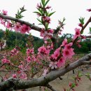 당촌축산 Daum카페