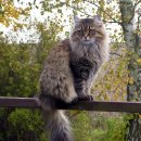 포레스트캣 이미지