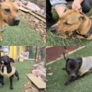 개와고양이 반려동물원 이미지