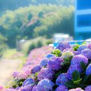 수국펜션 이미지