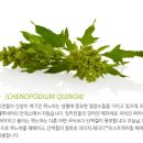 아리아스헤어 이미지