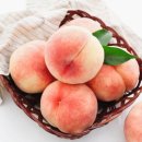 주도리 농장 | 카페헬로 "화순 복숭아 드세요"