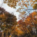 그늘막63 | 🍁 인천대공원 가을 단풍놀이 + 장수동 은행나무 / 단풍 절정 후기 (11/6 방문)