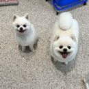 메모르드몽 이미지