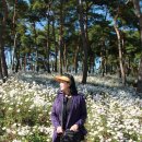 구절초향기속에 아름다운 테마여행 이미지