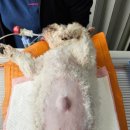 해운대조은동물병원 이미지