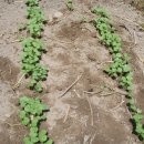 주일농장 이미지