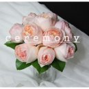 줄리엣로즈